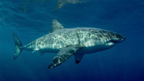 shark guide shark sex shark week discovery