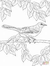 Mockingbird Coloring Realistic Bird Pages Northern Birds Drawing Printable Tropical Texas Template Drawings Getdrawings sketch template
