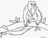 Monkey Coloring Howler 46kb sketch template