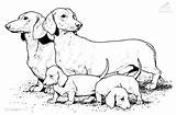 Coloring Dog Pages Realistic Puppy Printable Colouring Sausage Print Color Wiener Dachshund Dogs Family Puppies Animals Colour Weiner Big Drawing sketch template