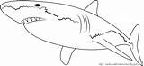 Hiu Ikan Mewarnai Shark Paud Getdrawings Lengkap sketch template
