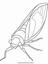 Cigale Cicala Disegno Robaki Kolorowanki Animali Fourmi Owady Cicada Insekten Insetti Dzieci sketch template