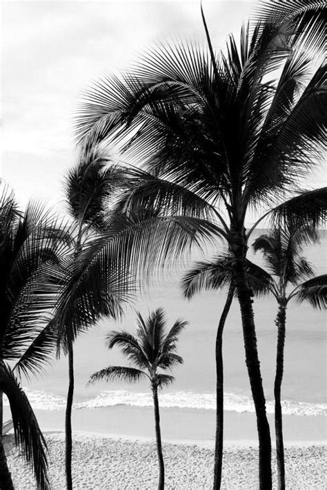 palms in black n white en 2019 paradis tropical palmiers et arbre palmier