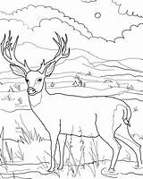 Chevreuil Animaux 2629 Paysage Coloriageetdessins Coloriages sketch template
