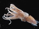 Afbeeldingsresultaten voor "eucleoteuthis Luminosa". Grootte: 132 x 100. Bron: ersanberbagiinfo.blogspot.com