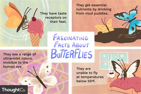 fascinating facts  butterflies