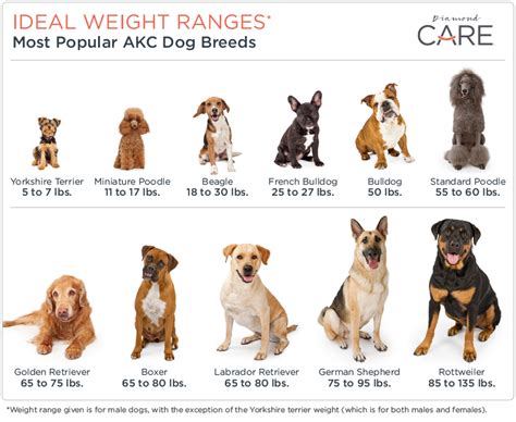 determine   dog  overweight diamond pet foods
