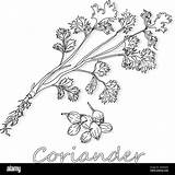 Coriander Cilantro sketch template