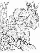 Orangutan Colorare Ausmalbilder Orangotango Orang Orangutans Outan Supercoloring Utan Siamang Ape Sits Coloriages Gorilas Monos Gibbon Orangutanes Drawings Dentistmitcham Printmania sketch template