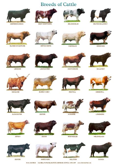 breeds  cattle coolguides