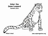 Leopard Coloring Snow Pages Baby Color Print Printable Kids Drawing Nature Exploring Educational Resource Getdrawings Getcolorings Animal Anbu Sheet Prints sketch template