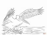 Pelican sketch template
