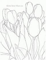 Coloring Tulip Tulips Illinois sketch template