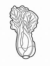 Lettuce Lechuga Colouring Mycoloring Clipartmag sketch template