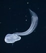 Image result for "bathochordaeus Charon". Size: 93 x 106. Source: www.pinterest.com