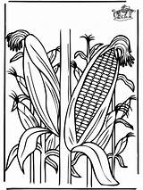 Corn Coloring Pages Crop Plants Clipart Ohio Funnycoloring Template Library Advertisement sketch template