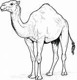 Desert Animals Coloring Pages Color Getcolorings sketch template