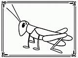 Grasshopper Coloring Pages Drawing Cricket Insect Cartoon Kids Template Sheets Library Clipart Kid Clipartmag Popular Results sketch template