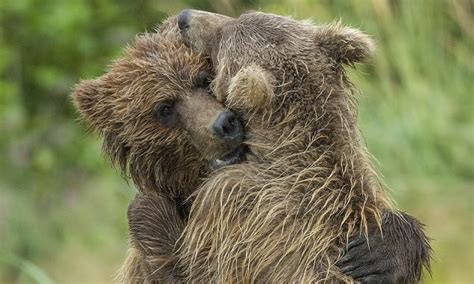 alaska bear cubs hug   left  mother daily mail