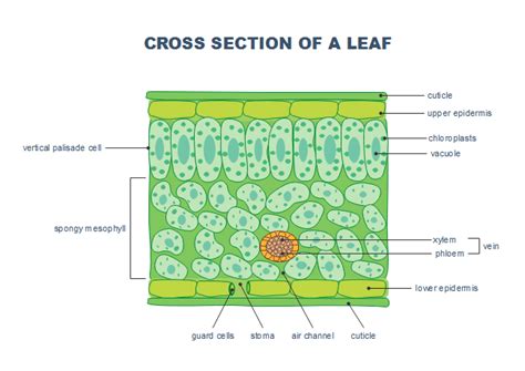 leaf cross section templates