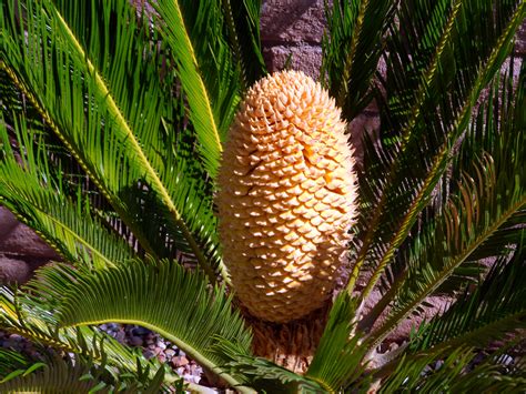 brads tropical paradise strange growth   top   sago palm