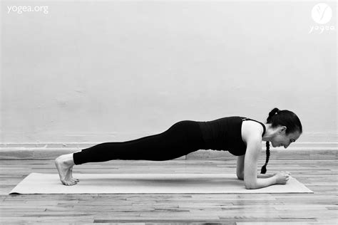 palakasana elbow plank pose yogea yoga    box plank