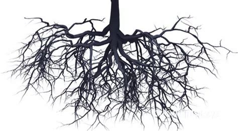 jenis jenis akar beserta contoh  gambar lengkap