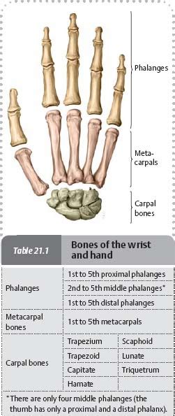 wrist hand atlas  anatomy