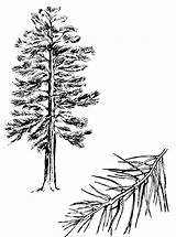 Pine Tree Outline Coloring Trees Sketch Pages Clipart Tattoo Drawing Ponderosa Cliparts Tattoos Sketches Branch Library Print sketch template