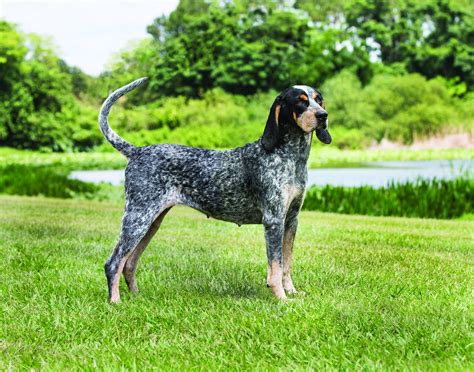 bluetick coonhound dog breed history   interesting facts