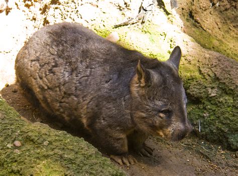 File Southern Hairy Nosed Wombat  Wikipedia
