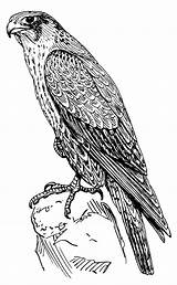 Falcon Peregrine Falke sketch template