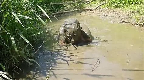 Nude Man Playing In Mud Free Solo Man Porn C8 Xhamster