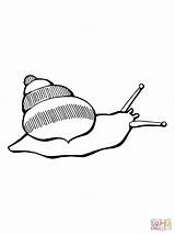 Caracola Lumache Snail Caracol Lumaca Incantevole sketch template