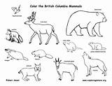 Coloring Animals Pages Mammals Animal Tundra Drawing Woodland Washington State Color Pond Drawings Creatures Forest British Columbia Canadian Getdrawings Habitats sketch template