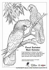 Cockatoo Coloring Red Tailed Glossy Drawings Designlooter sketch template