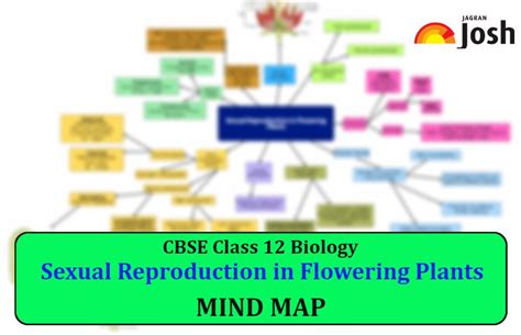 Cbse Class 12 Biology Sexual Reproduction In Flowering Plants Flow