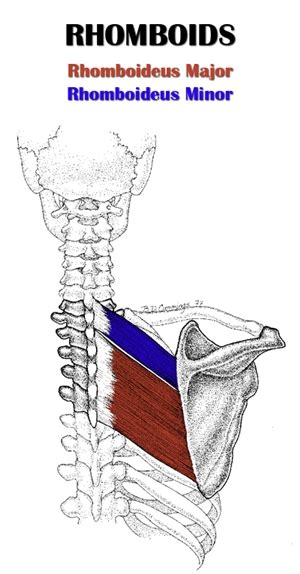 definitive guide  rhomboids anatomy exercises rehab