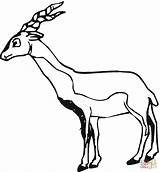 Antylopa Antylopy Kolorowanki Mammals Uganda Antelopes Gnu Gazela Kolorowanka Kob Pdf sketch template