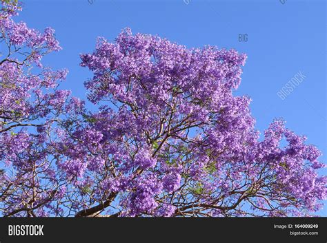purple jacaranda tree image photo  trial bigstock