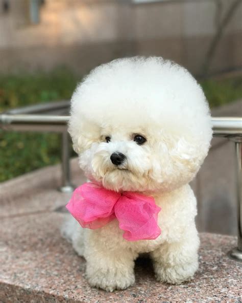 funny pictures  bichon frise dogs top concept