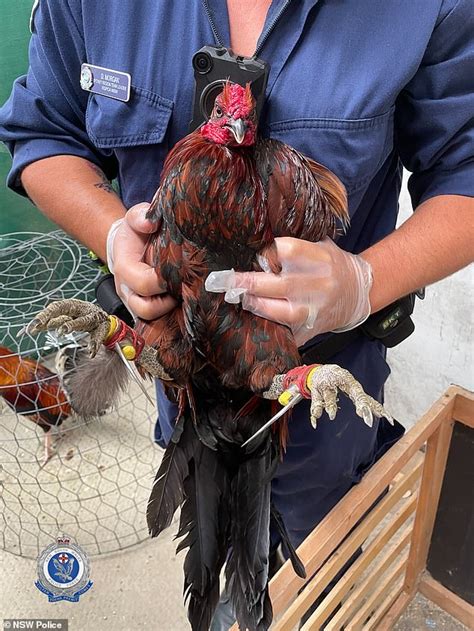 crazed roosters seized in sydney cockfighting raid attack humans