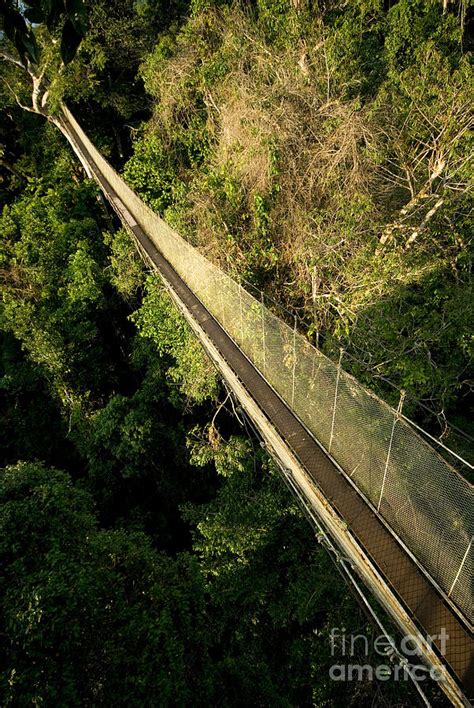 canopy walkway photograph  dante fenolio fine art america