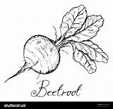 Beet Beetroot Beets Galleryhip sketch template