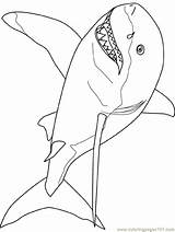 Shark Coloring Pages Great Printable Kids Template Color Drawing Print Outline Colouring Cool Fish Simple Templates Animals Tale Really Online sketch template