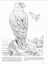 Coloring Prey Bird Birds Pages Book Designlooter 800px 86kb sketch template