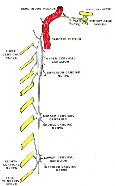 nerve of pterygoid canal psychology wiki fandom