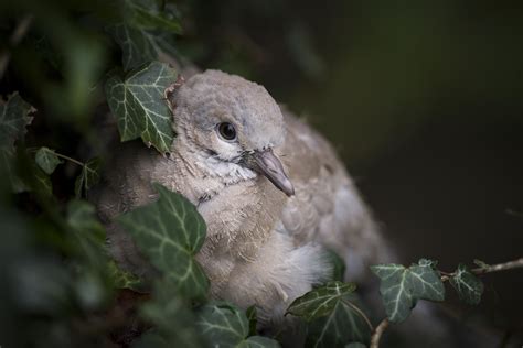 fledgling