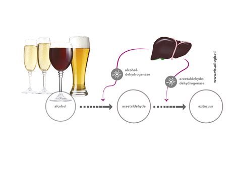 infographic hoe wordt alcohol afgebroken door de lever