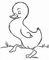 Anatroccolo Anatra Farm Paperella Oca Ducks Duckling sketch template